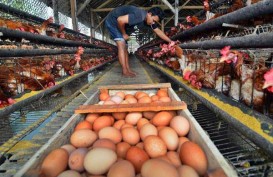 Setelah Acuan Dinaikkan, Harga Telur dan Ayam di Pasar Spot Harus Dipantau
