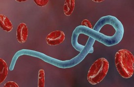 virusi ebola lumânări pentru negi genitale