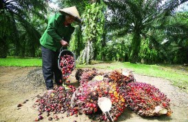 Riau Fokus Pendataan 1,3 Juta Ha Kebun Sawit Swadaya