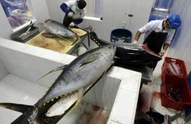 Oktober, Nilai Penjualan Ikan PPN Sungailiat Rp6,8 Miliar