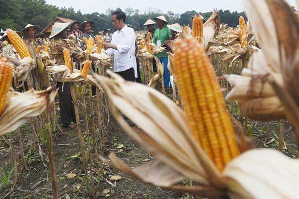 Teknologi Budi Daya Jenuh Air Pacu Produktivitas Jagung Ekonomi Bisnis Com