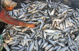Pengusaha Kaltara Siap Tampung Produksi Ikan Bandeng 