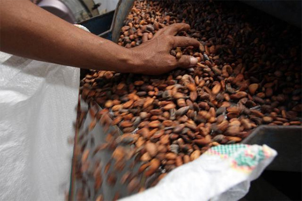 Kekeringan Ancam Pasokan Kakao Pantai Gading