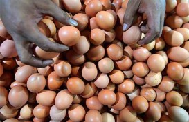 Akhir Tahun, DKI Diminta Awasi Pasokan Telur & Ayam