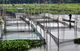 HNSI: Budi Daya Ikan di Simalungun Terbaik di Sumut