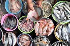 Harga Ikan di TPI Sungaliat 3 Hari Terakhir Meningkat