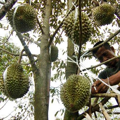 Musim Durian Tiba Pendapatan Petani Lebak Pun Terangkat Satu Pohon Diborong Rp2 Juta