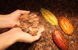 Pelaku Industri Hulu Keberatan Bea Masuk Biji Kakao Diturunkan