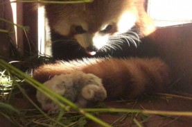 Panda berkembang biak dengan cara