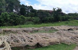 Melihat Pengelolaan Rotan Berkelanjutan di "Kebun" Warga Katingan, Kalimantan Tengah