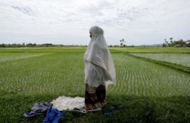 Lahan Pertanian di Kabupaten Bogor Terus Menyusut
