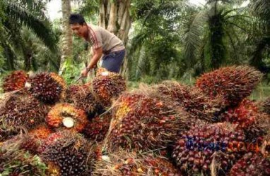 Januari 2019, Produksi CPO Austindo Nusantara Jaya (ANJT) Naik 11%