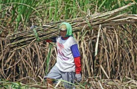 Holding Perkebunan Lanjutkan Revitalisasi 3 Pabrik Gula