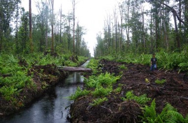 Hutan Gambut di Kalteng Terdegradasi, Keanekaragaman Hayati Terancam