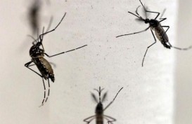 DEMAM BERDARAH : Waspadai Perubahan Perilaku Nyamuk