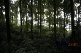 Pemberian Izin Kawasan Hutan 2015-2018 Capai 6,49 Juta Ha
