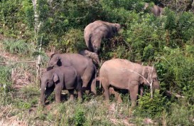 BKSDA Sumsel Evakuasi Delapan Gajah