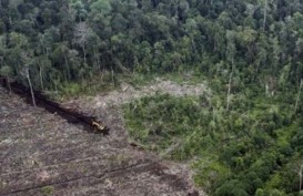 Dukung Moratorium Izin Gambut, Pengusaha Hutan Harapkan Nanti Bisa Kelola Lagi