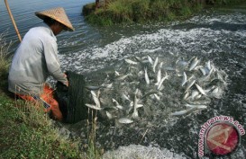 PERIKANAN BUDI DAYA: Indonesia Jadi Lokasi Percontohan Perbaikan Tata Kelola Biosekuriti