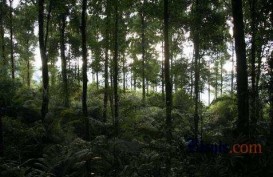 Pengusaha Hutan Nantikan Kemudahan Ekspor