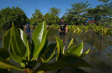 1 Juta Hektare Hutan Mangrove Indonesia Rusak Parah, Perlu Antisipasi