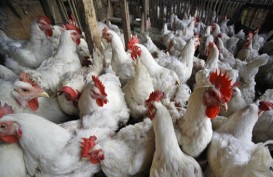 Ekspor Ayam Brasil ke China Tumbuh Hingga 50%