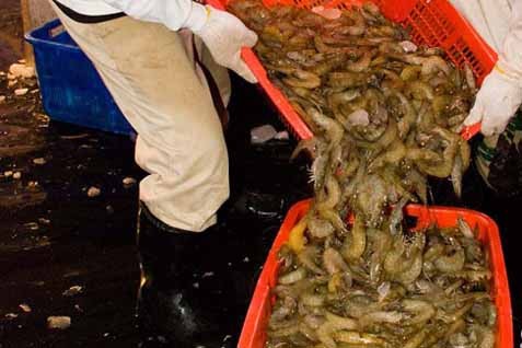 Perang Dagang Picu Pelemahan Harga Udang Pasar Panic Selling Ekonomi Bisnis 