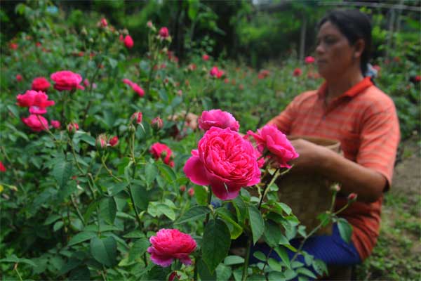 Peduli Lingkungan Lewat Gerakan Taman Bunga  Lifestyle 