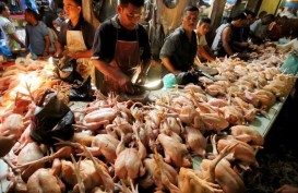 Harga Daging Ayam di DIY Berangsur Naik