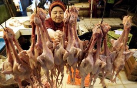 RPHU Tabanan Atasi Kebutuhan Daging Ayam di Bali