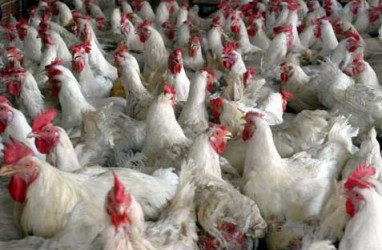 Kalah Gugatan di WTO, Impor Ayam Ras Tak Terhindarkan