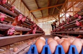 Bersiap Hadapi Ancaman Impor Ayam dari Brasil