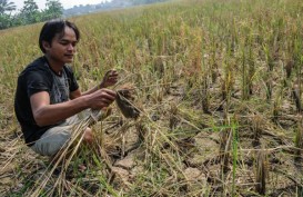 Kekeringan Lahan di Banten Mencapai 15.000 Hektare