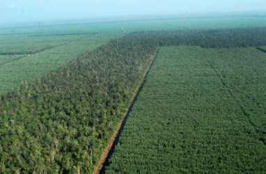Pemegang Konsesi Kehutanan Belum Lepas Areal Kerja untuk Hutan Adat
