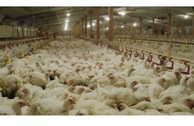 Soal Sengketa Impor Ayam, Indonesia Siap Akomodasi Permintaan Brasil