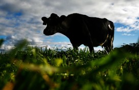 Rencana Pengenaan Bea Masuk terhadap Produk Susu UE Tak Langgar WTO