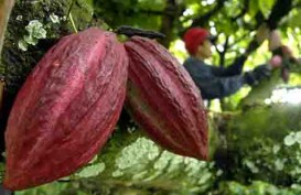 Konsumsi Masih Rendah, Penghiliran Olahan Kakao Dikebut