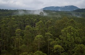 Tunda Waktu Tebang Pohon, KLHK Salurkan Pinjaman untuk Petani Hutan