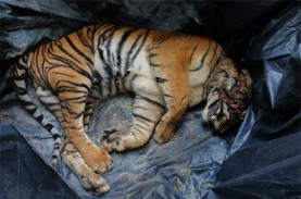 Warga Sumsel Tewas Diterkam Harimau di Hutan Riau