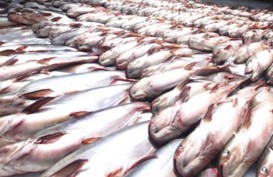 Kemarau Ekstrem Ganggu Pembenihan Ikan Patin