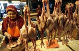 Harga Ayam Terjun Bebas Lagi di Bawah Harga Pokok Produksi