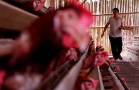 Wanita di Australia Tewas Setelah Dipatuk Ayam