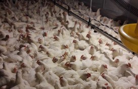 5 Berita Populer Ekonomi, Indonesia Terbitkan Aturan Baru Soal Impor Ayam dan MAP Group Luncurkan Gerai Distributor Resmi Apple Inc.