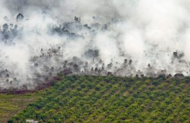 19 Orang Jadi Tersangka Kebakaran Hutan di Jambi