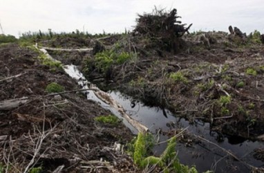 Riau Dorong Lahan Gambut Ditanami Ubi Kayu
