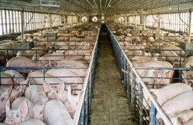 Penggemukan Babi di China Dorong Permintaan Bubuk Kedelai
