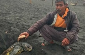 Penyu Sepanjang 1 Meter Terdampar dan Mati di Pantai Kulonprogo