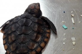 Prihatin, Usus Kura-kura Ini Penuh dengan Sampah Plastik