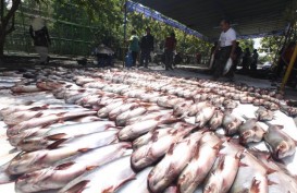 Sumsel Jadi Produsen Ikan Patin Terbesar di Indonesia