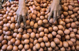 Harga Telur Anjlok, Industri Olahan Diyakini Jadi Solusi